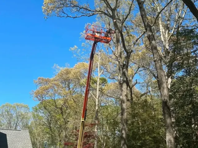 Boom lift working on tall trees beside a house