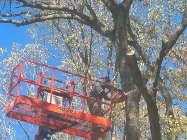 Cutting limbs from the lift basket
