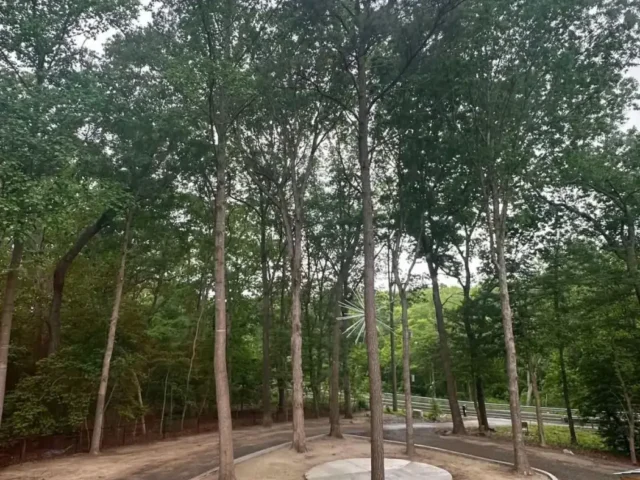 Gravel loop drive around a stand of trees