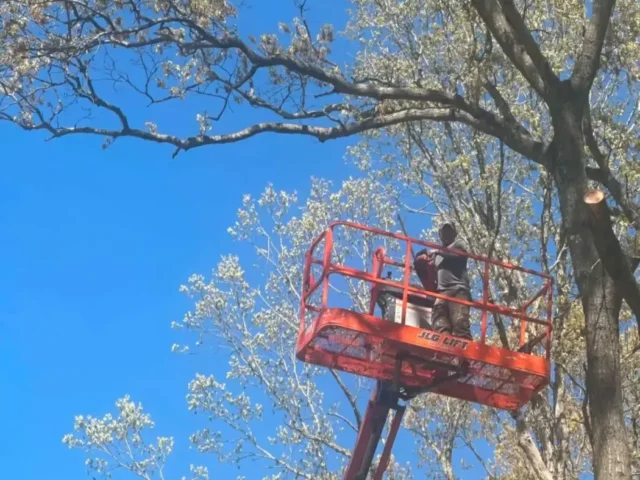 Lift basket up in the tree canopy