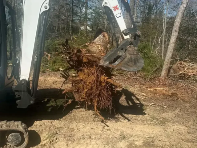 Excavator lifting a tree stump out of the ground