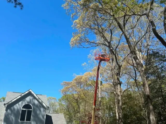 Tree trimming with a lift close to the house
