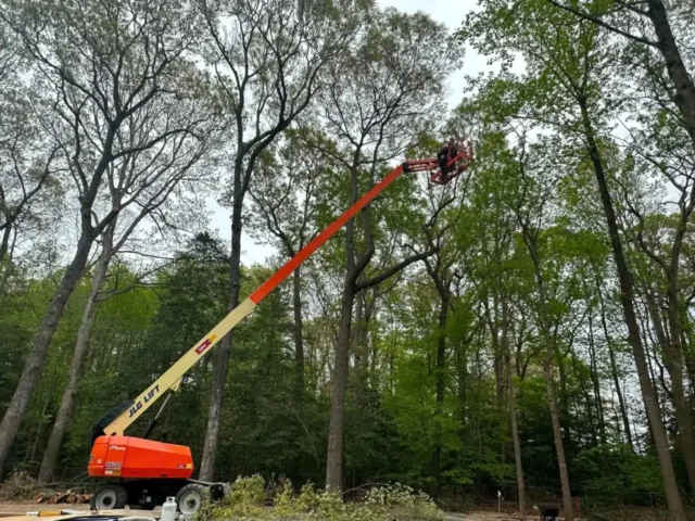 Boom lift reaching into the trees for trimming