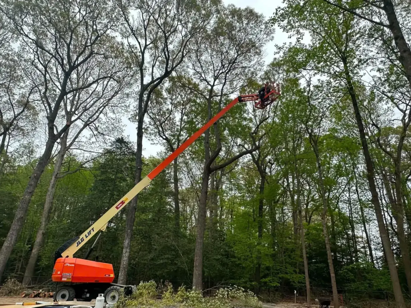 Boom lift reaching into the trees for trimming